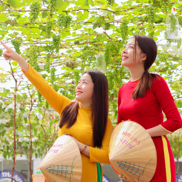 Suối Tiên Tung Ưu Đãi 08/03, Mời Hội Chị Em Set Kèo Tham Quan Vườn Nho Mẫu Đơn Chín Rộ 