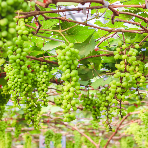 Farm Nho mẫu đơn sắp vào mùa thu hoạch chào đón quý du khách 