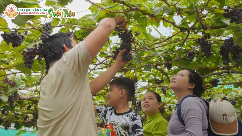 Du khách có thể tự tay hái trái và thưởng thức ngay tại vườn của Suối Tiên Farm