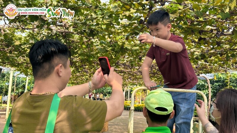 Hoạt động hái quả tại vườn cho bé ở Suối Tiên Farm