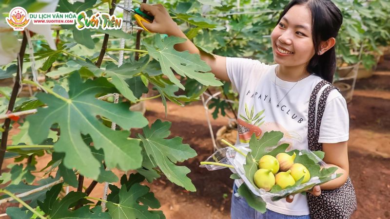 Trải nghiệm nông trại tại khu du lịch có nhiều trò chơi