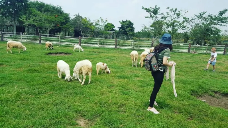 Tới Nông trại xanh Củ Chi cho cừu ăn Tới Nông trại xanh Củ Chi cho cừu ăn