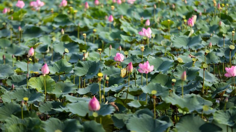 Không gian sen thơ mộng trong khu vui chơi q9