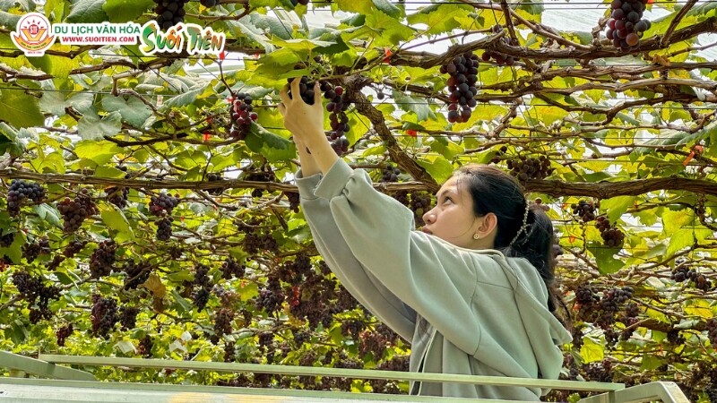 Du khách thoải mái trải nghiệm dịch vụ hái trái cây tươi trực tiếp tại Suối Tiên Farm