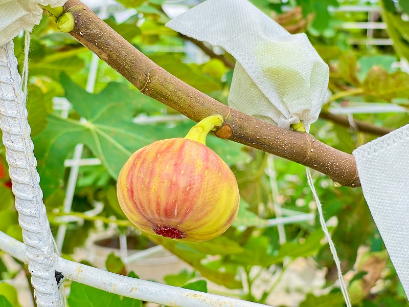 Sung Mỹ tại Suối Tiên Farm có gì đặc biệt?