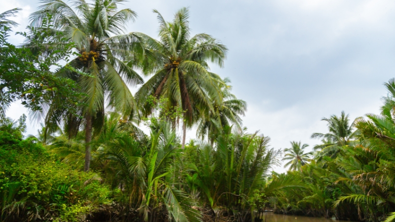 Bến Tre cũ được mệnh danh là xứ dừa nổi tiếng của Đồng bằng sông Cửu Long (Nguồn: Sưu Tầm)