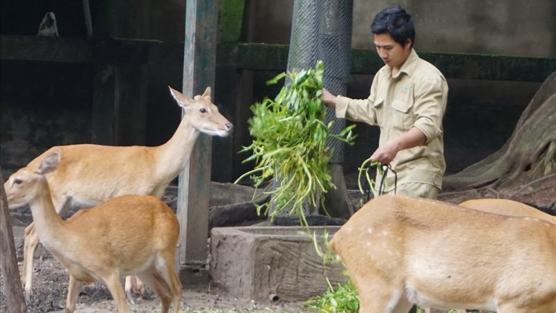 Thảo Cầm Vi&ecirc;n Hồ Ch&iacute; Minh l&agrave; nơi nu&ocirc;i dưỡng v&agrave; săn s&oacute;c cho nhiều lo&agrave;i động vật (Nguồn: Sưu Tầm)