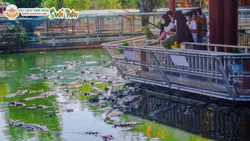 Hoạt động cho cá sấu ăn độc đáo thu hút nhiều du khách tại Suối Tiên